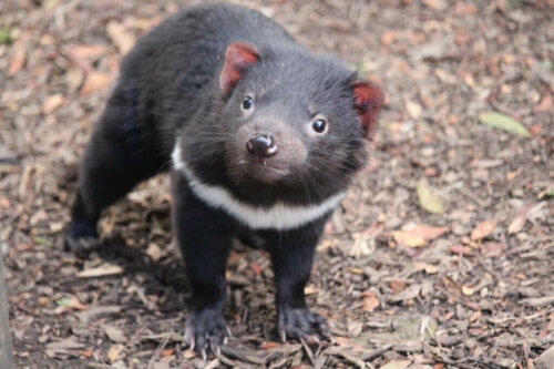 The Tasmanian Devil Returns to Mainland Australia