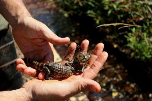 A baby on a person's hands.