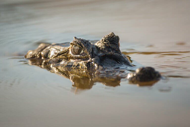 The Broad-Snouted Caiman: Threat and Conservation