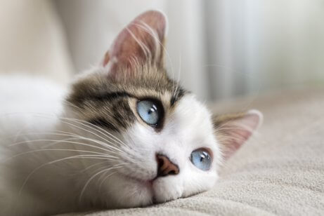 A cat with blue eyes lying down.