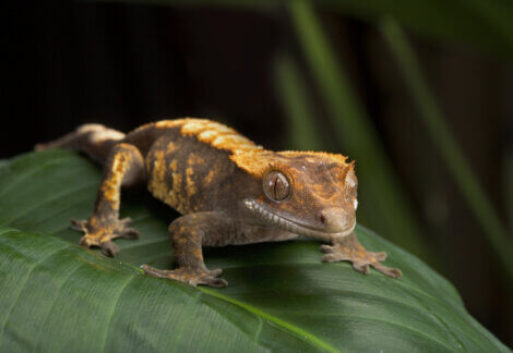 A crested gecko on a leaf.