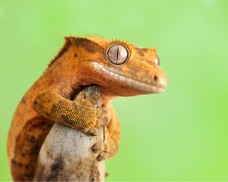 Keeping a Crested Gecko as a Pet