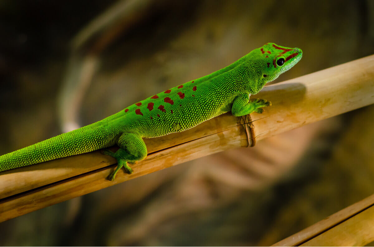 A green day gecko with red spots on its back and head.