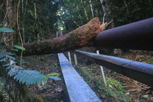 A deforested jungle.