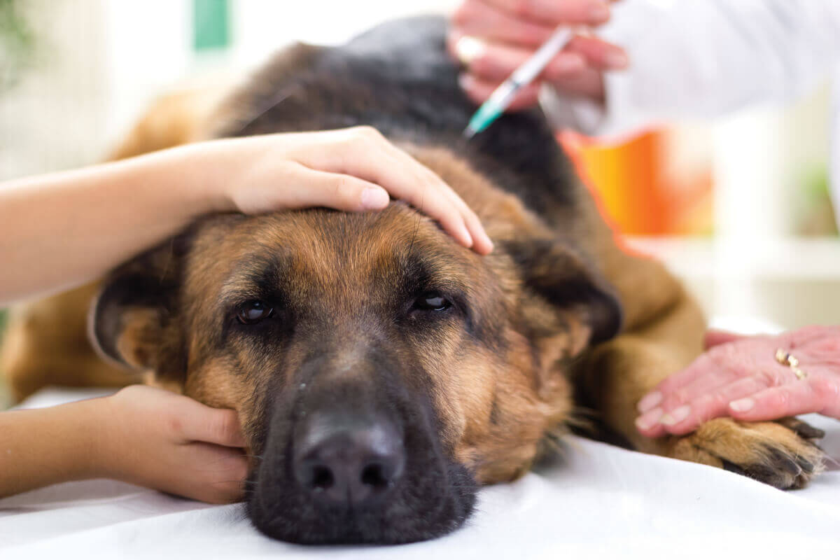 A dog getting a vaccine.