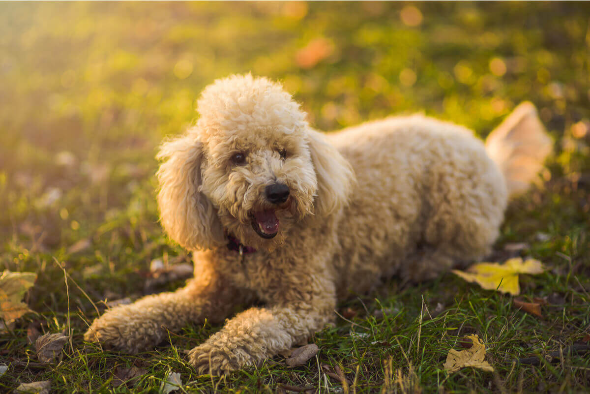 A miniature poodle lying in the grass.