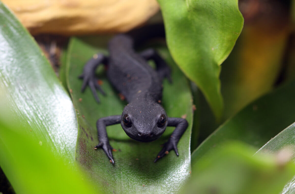 A black fire belly newt on a leaf.