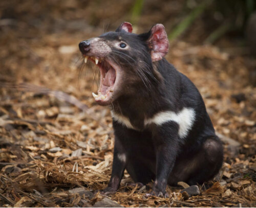 A Tasmanian Devil baring its teeth.