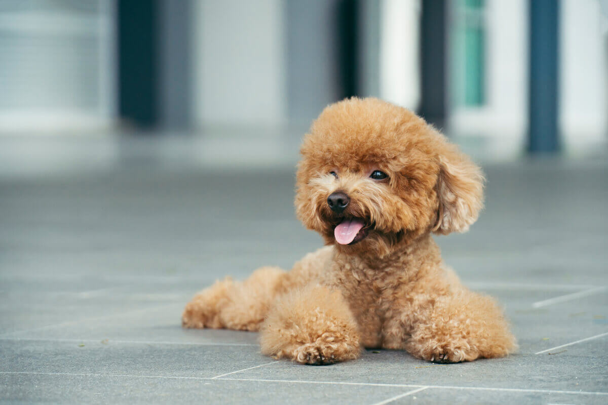 Four Types of Poodles and Their Characteristics - My Animals