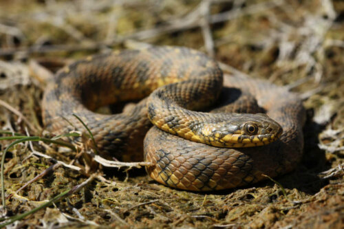 A non-venomous snake.