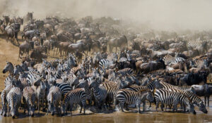 All About Migratory Animals