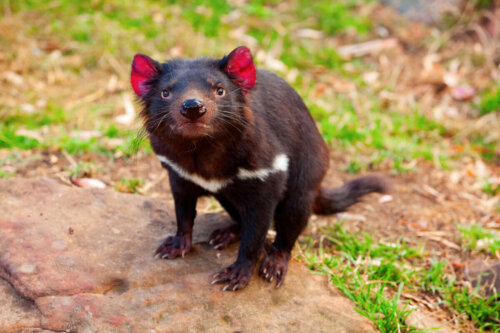 A Tasmanian Devil looking at the camera.
