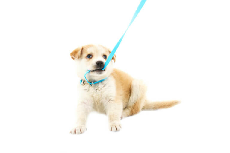 What to Do if Your Dog Bites its Leash? My Animals