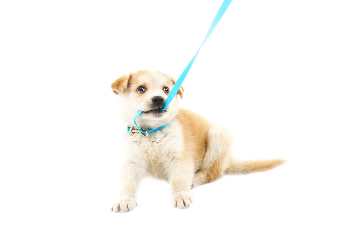 A puppy biting its leash.