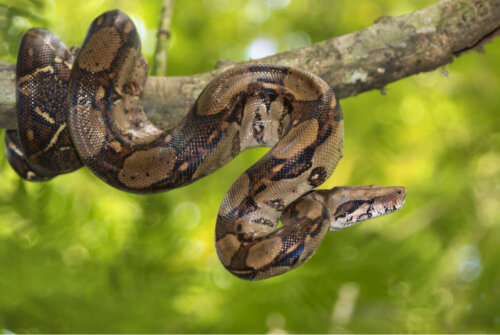 A snake wrapped around a branch.
