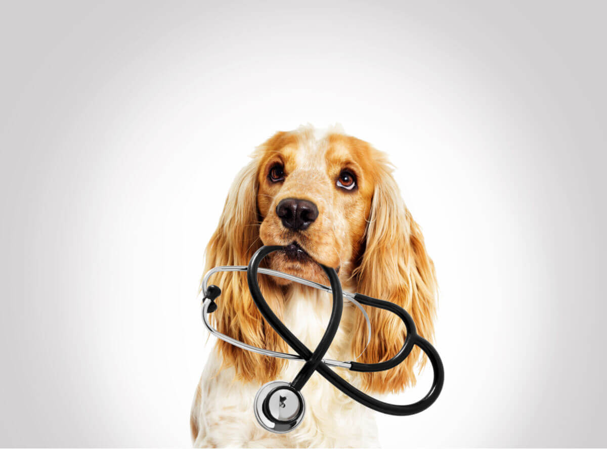 A dog with a stethoscope in its mouth.