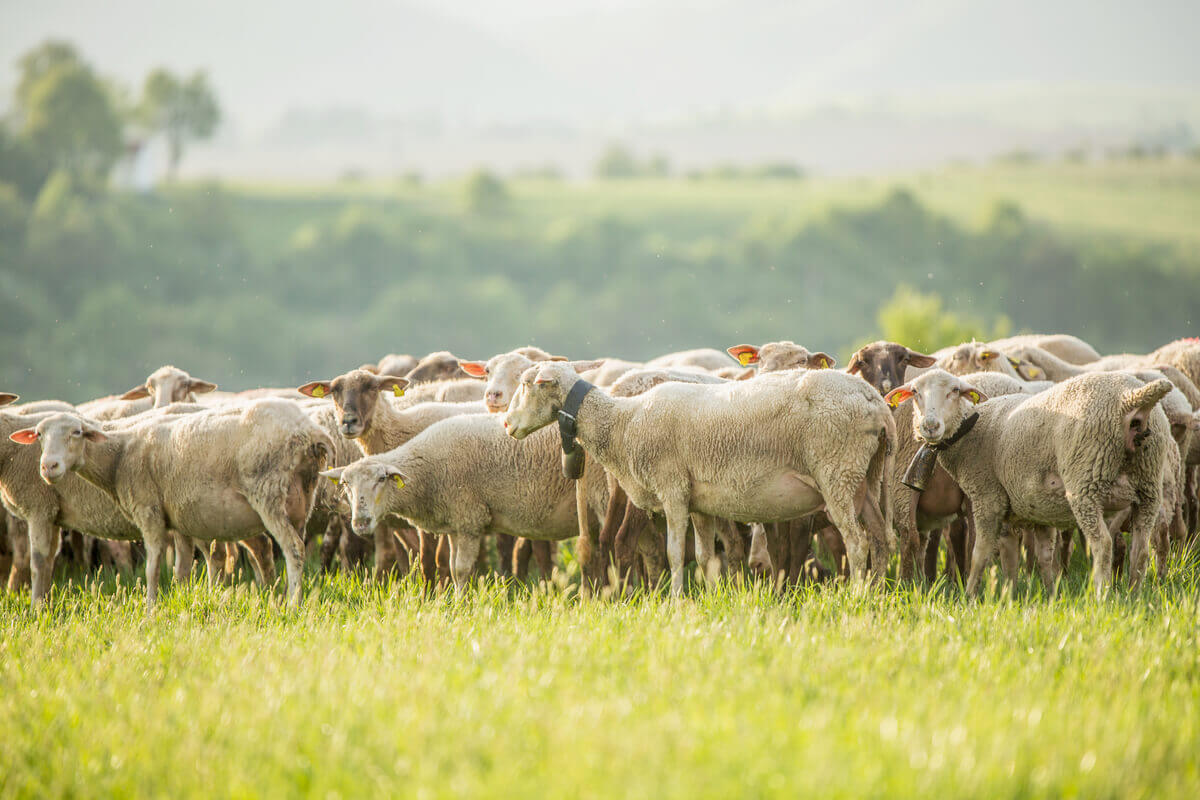 Livestock in an agroecological farm.