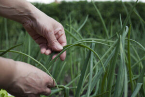 What Is Agroecology Farming?