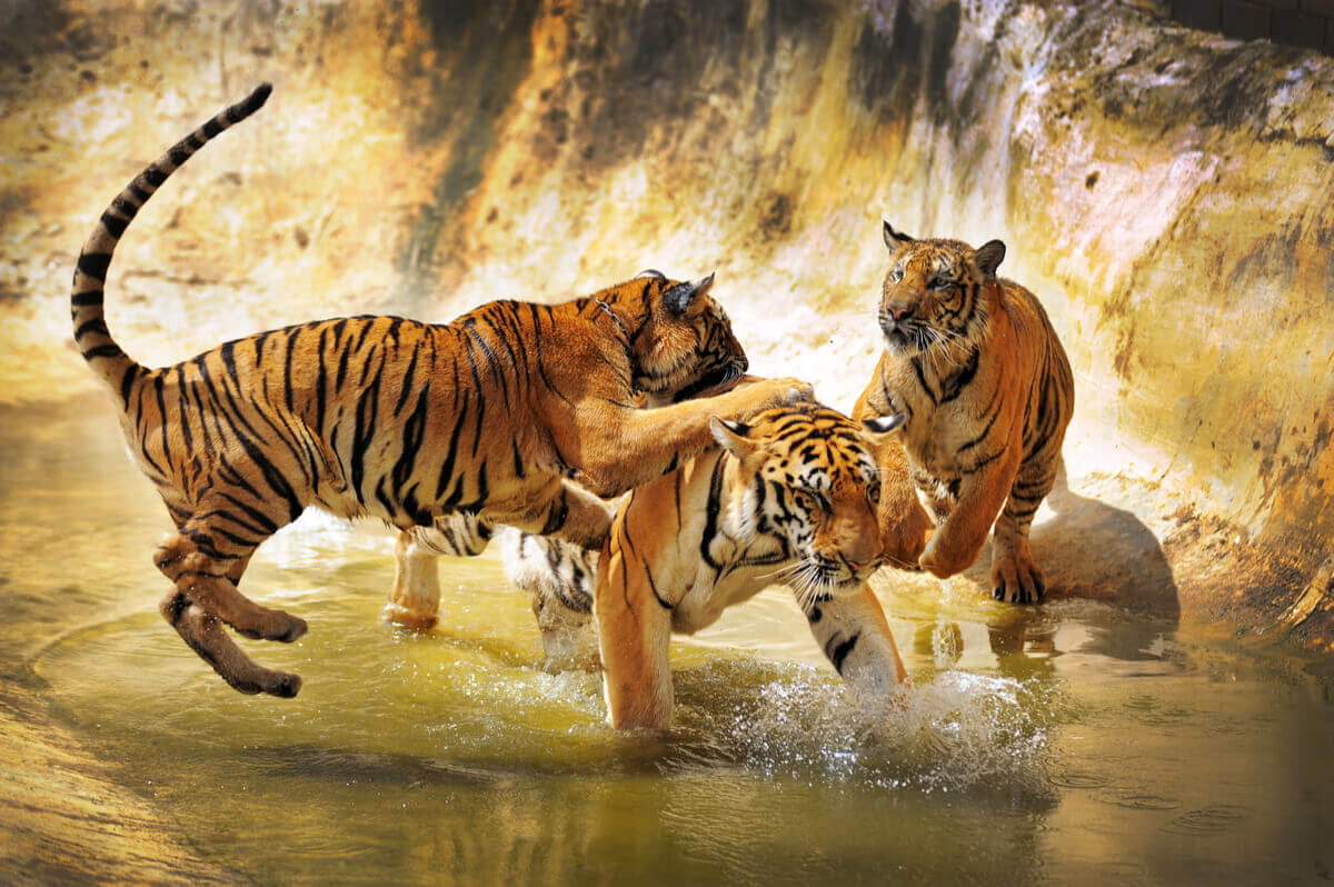 Three South China tigers in captivity.