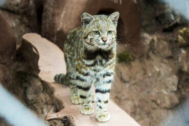 The Andean Cat A Seriously Endangered Feline My Animals