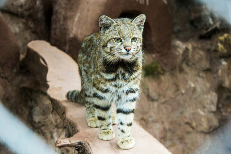 The Andean Cat - A Seriously Endangered Feline