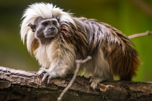 A monkey on a branch.