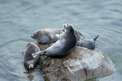 Seals sunbathing on a rock in the sea.