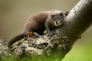 European Mink: Critically Endangered
