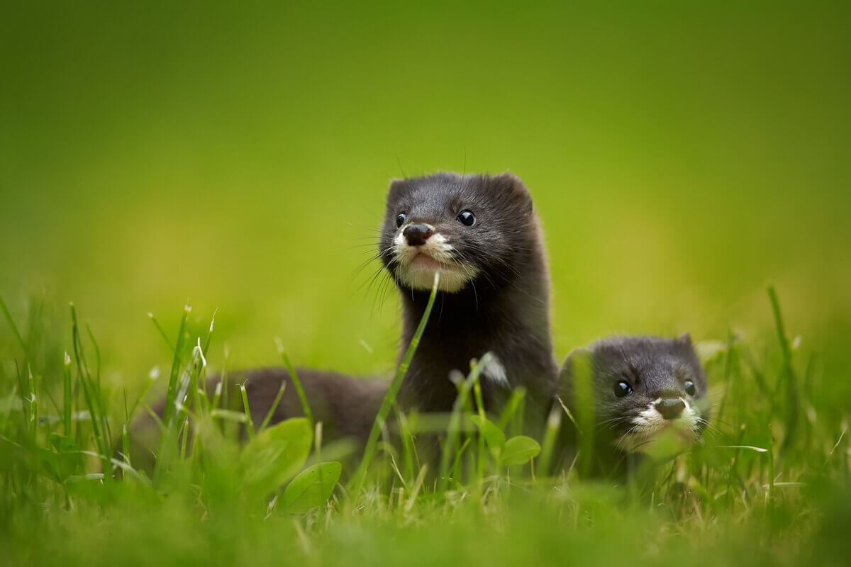 Two European minks hide in grass.