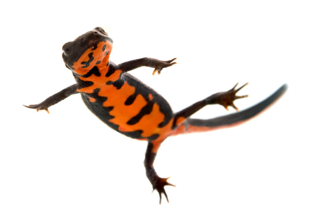 The Fire Belly Newt: Care and Characteristics