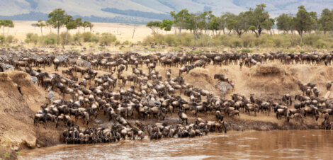 Gnus crossing the River Mara as part of their migration route.