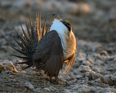 Greater sage-grouse in the wild.
