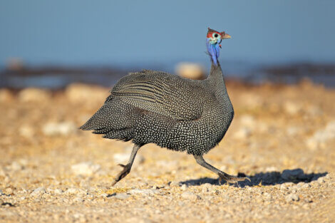 Helmeted guineafowl running.