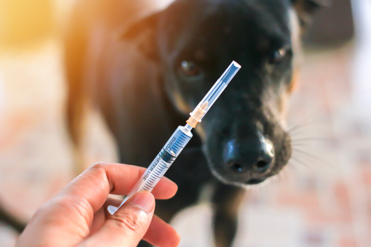 A dog looking at a syringe.