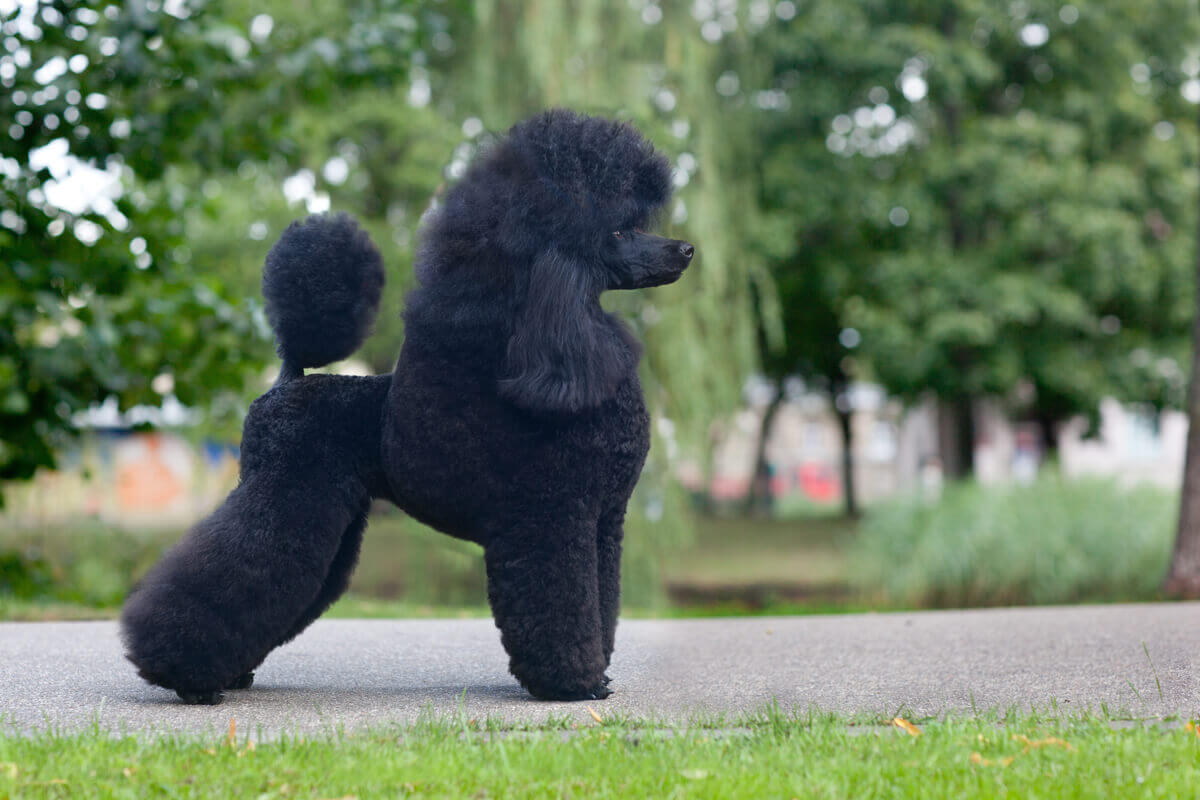 Four Types of Poodles and Their Characteristics - My Animals