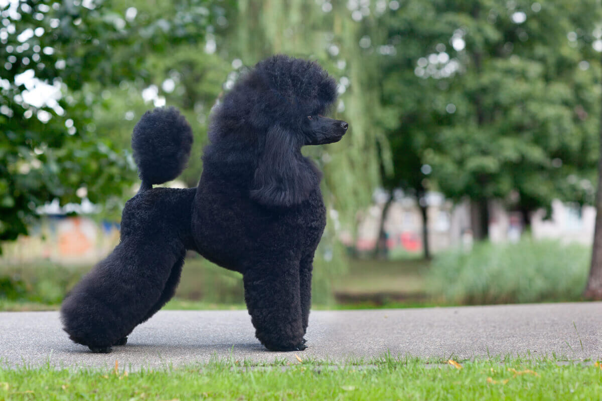 The profile of a black poodle.