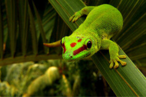 Day Geckos: Care and Characteristics