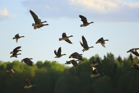 Swallows migrating.
