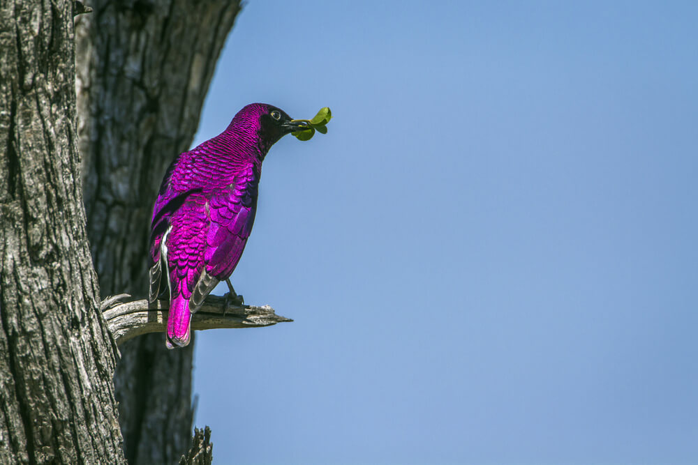 The Violet-Backed Starling and the Secret Behind its Metallic Plumage