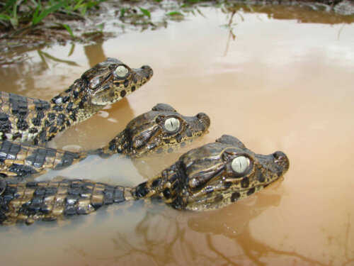 Three caimans under water.