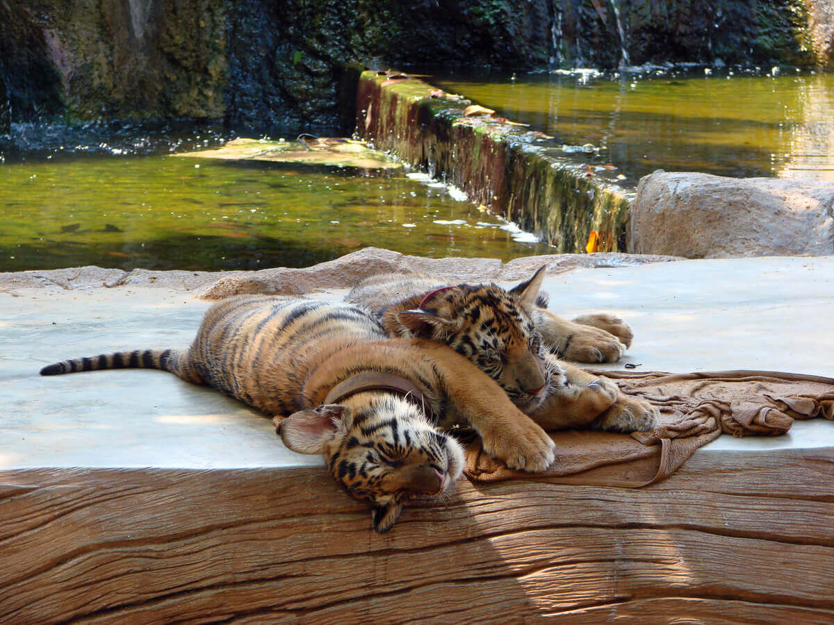 Two South China tigers in a zoo.