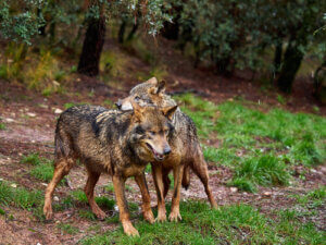 All About the Iberian Wolf