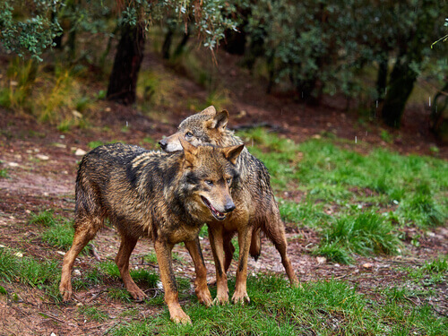 All About the Iberian Wolf