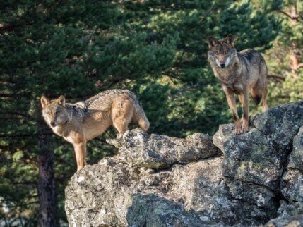 Two Iberian Wolves standing on rocks.