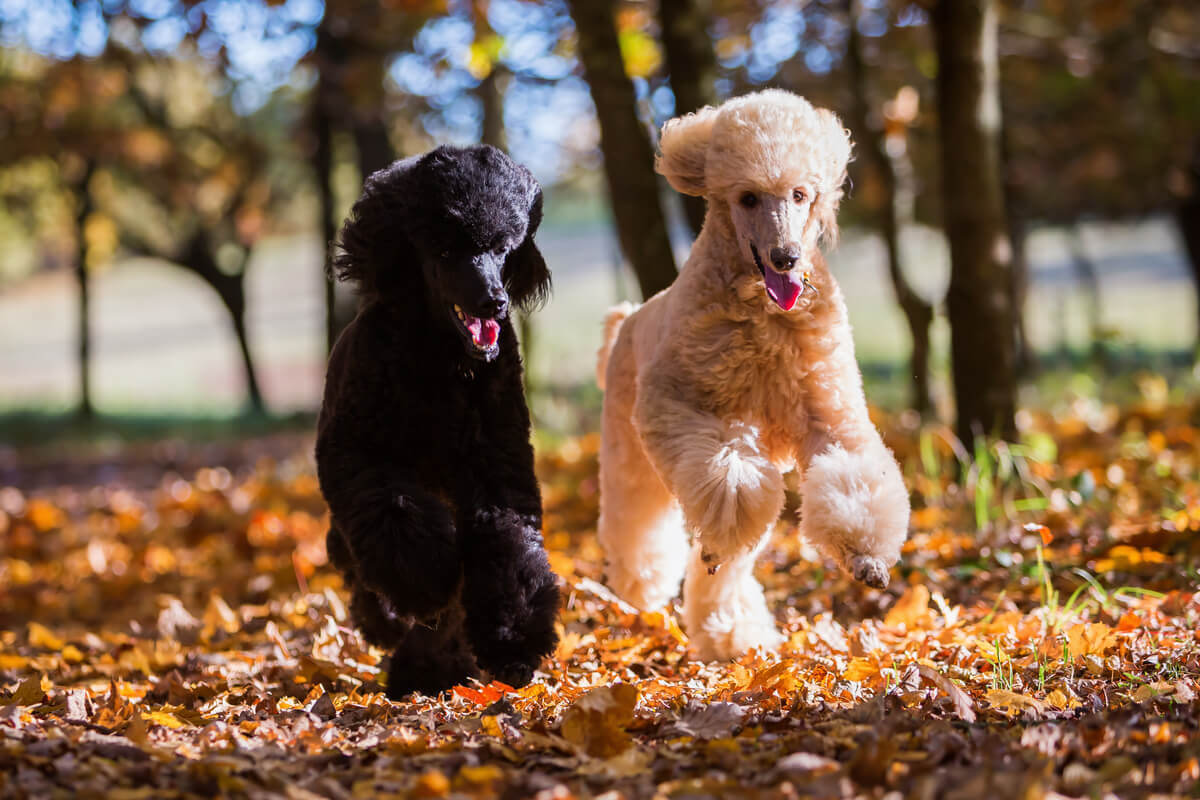 Two poodles running outdoor in the fall.