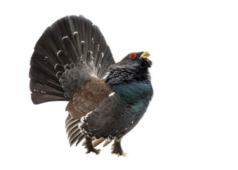 Western capercaillie with fanned tail.