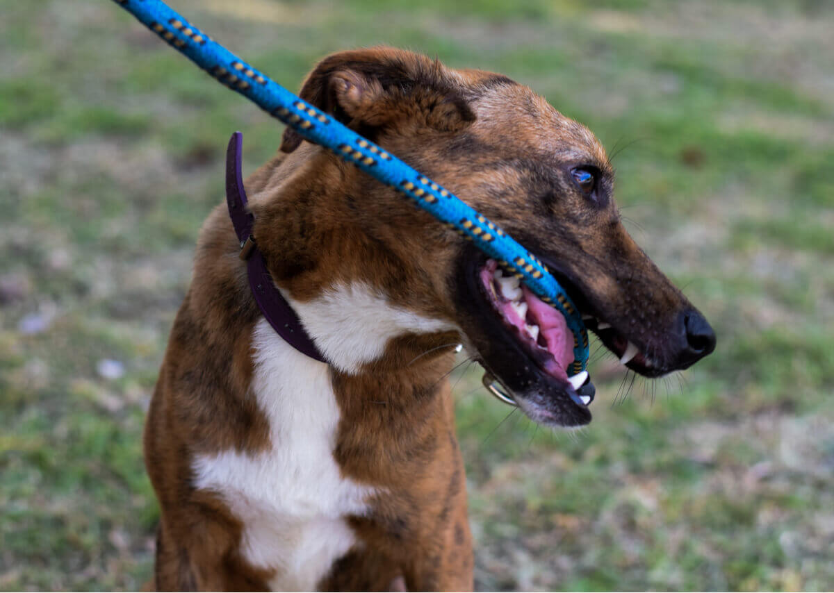A dog pulling on its leash with its teeth.