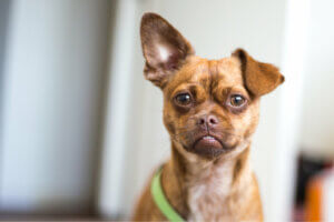 A Dog’s Origins According to its Ears
