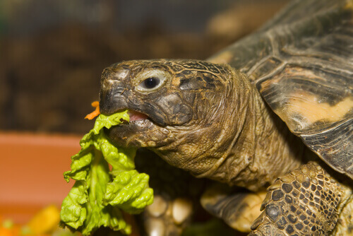 A tortoise eating lettuce.