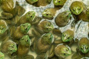 Many bullfrogs in a pond.